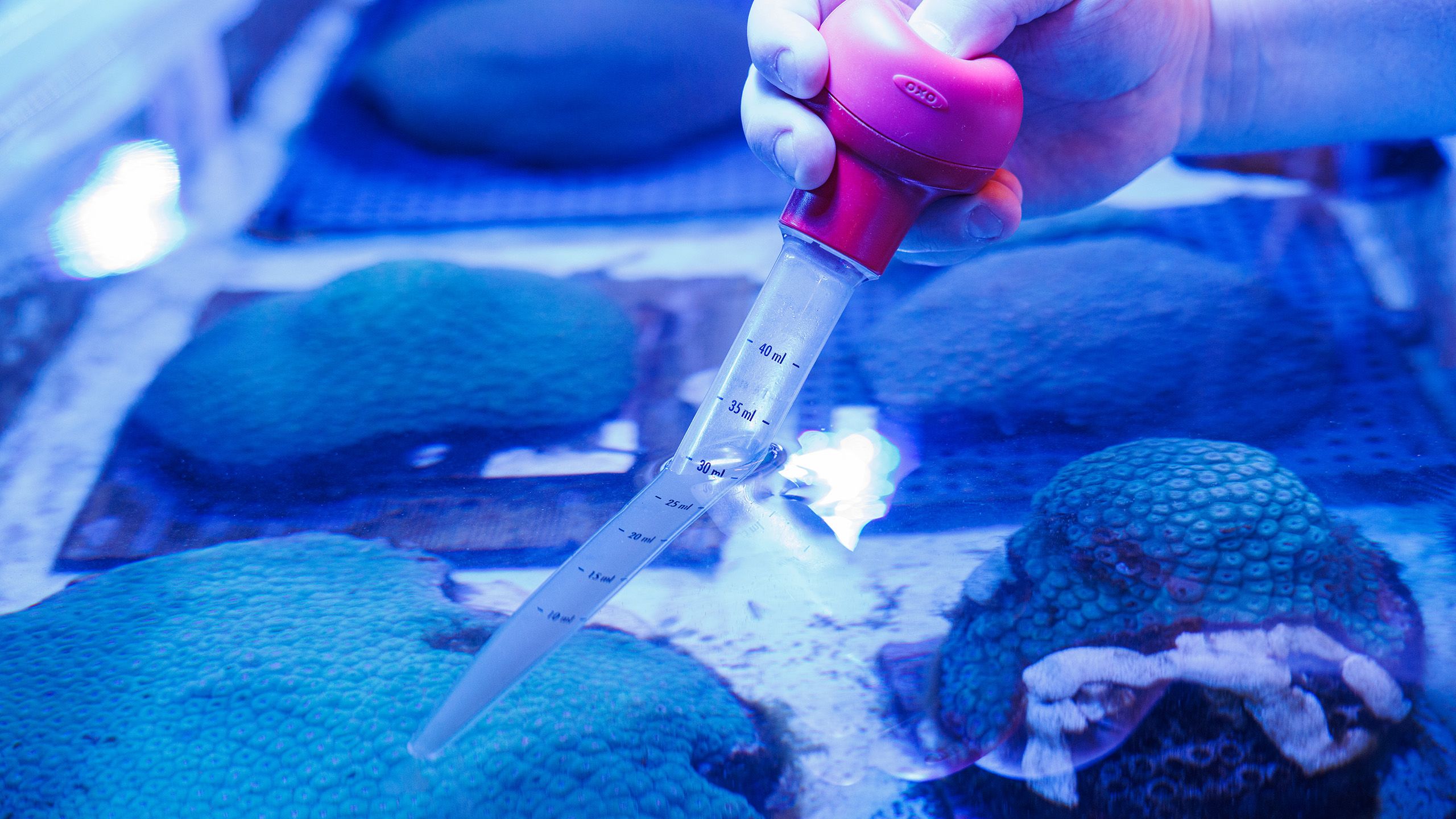 research coral samples in tank